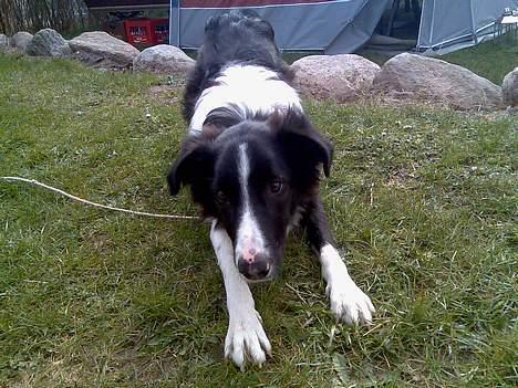 Border collie Tess billede 10