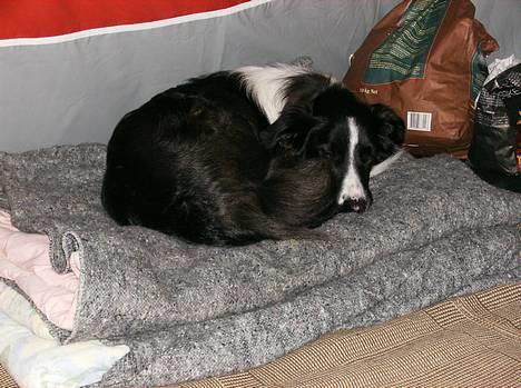 Border collie Tess - Tess der stornyder camping-livet billede 11