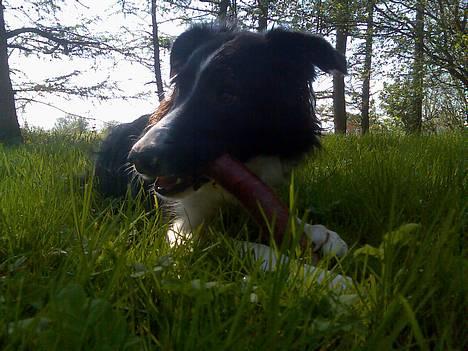 Border collie Tess billede 12