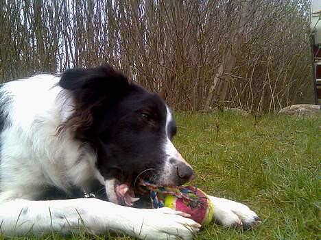 Border collie Tess billede 13