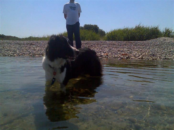 Border collie Tess billede 14