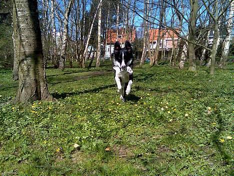 Border collie Tess billede 15