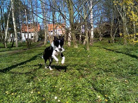Border collie Tess billede 16