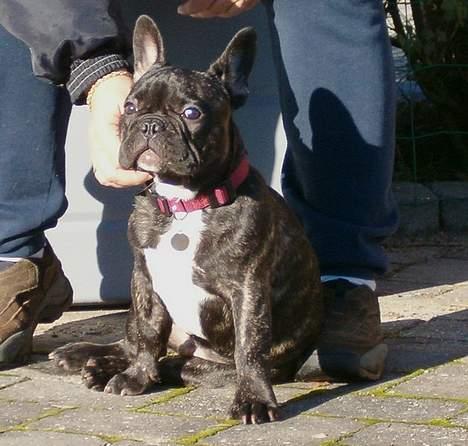 Fransk bulldog OZZY billede 2