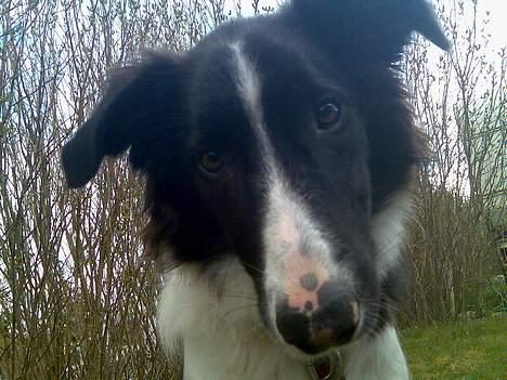 Border collie Tess billede 17
