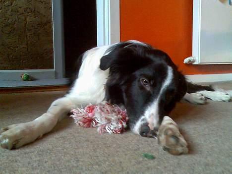 Border collie Tess - Zzzz.. billede 18