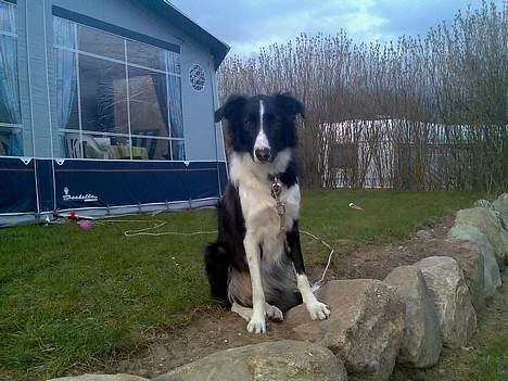 Border collie Tess - Tess på camping for første gang. billede 19