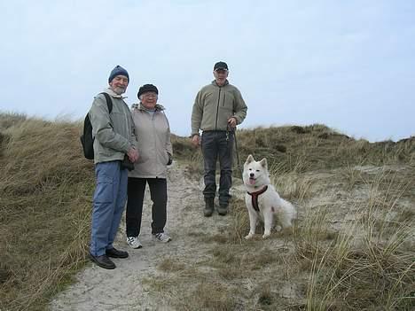 Samojedhund Zarina - Gåtur med far, mormor og morfar i klitterne ved Houstrup Strand billede 11