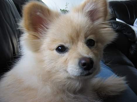 Pomeranian Floffy (Elfie) billede 10