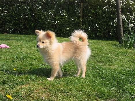 Pomeranian Floffy (Elfie) billede 12