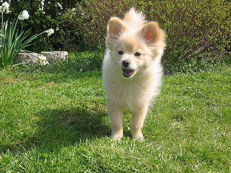 Pomeranian Floffy (Elfie) billede 13