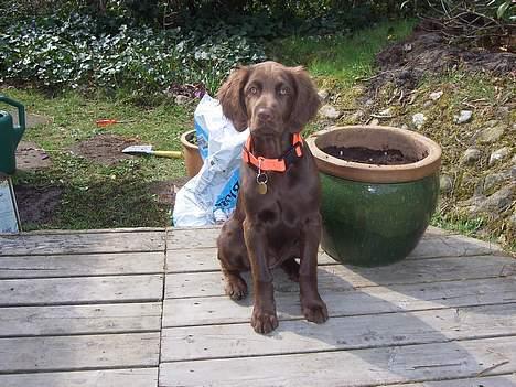 Langhåret hønsehund Freja - Se, jeg kan sidde pænt, og  jeg er  kun 13 uger gammel. billede 1