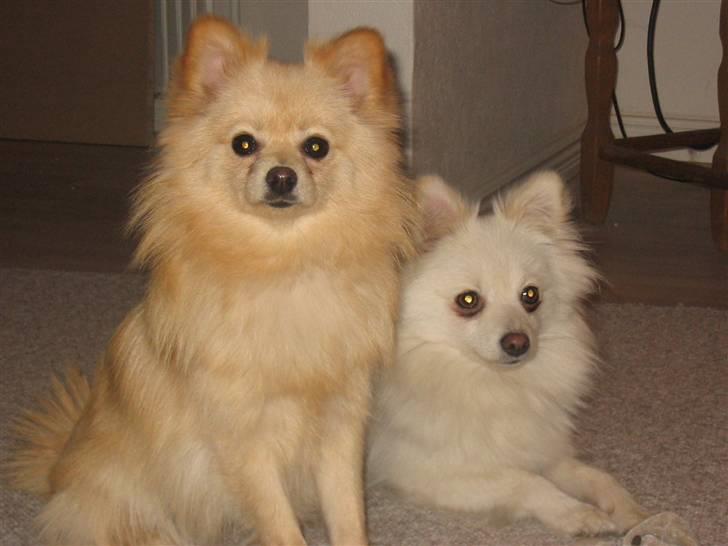 Pomeranian Floffy (Elfie) billede 17