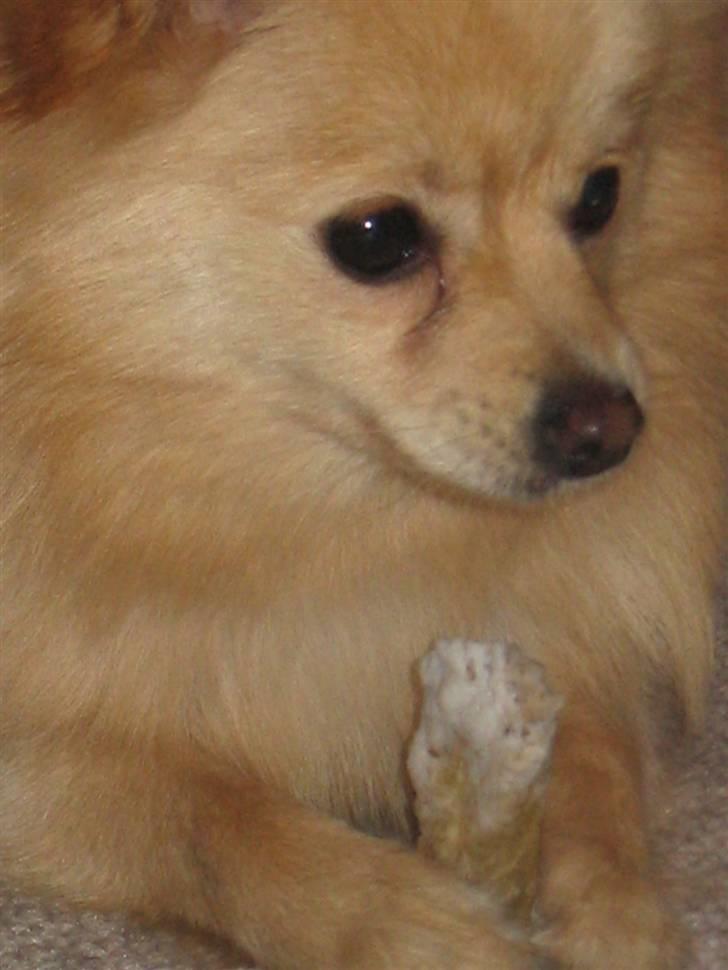 Pomeranian Floffy (Elfie) billede 18