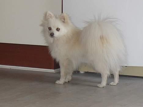 Blanding af racer Krumme billede 17