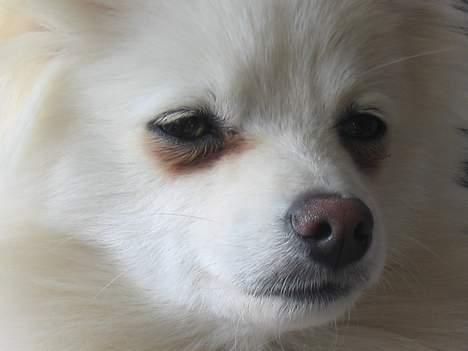 Blanding af racer Krumme billede 18