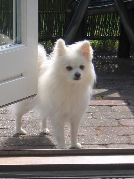 Blanding af racer Krumme billede 19