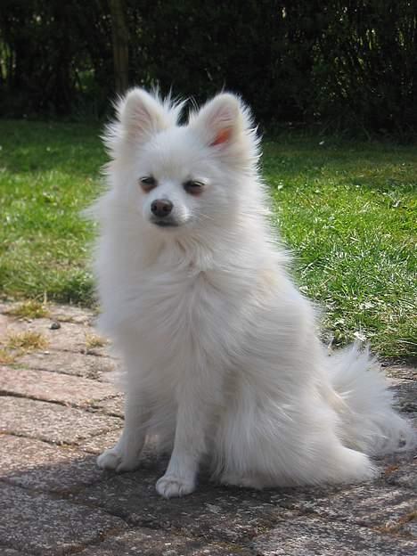 Blanding af racer Krumme billede 20