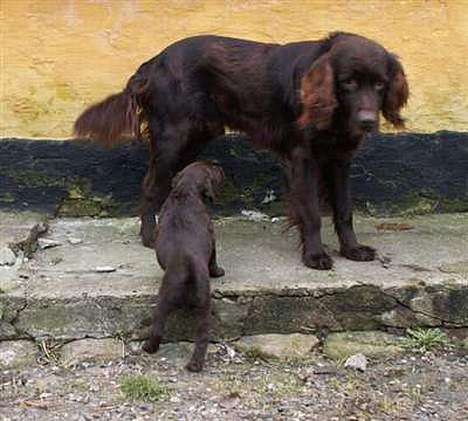 Langhåret hønsehund Freja - Mig og  min far Viggo  fra Højstrupmosen..  billede 2