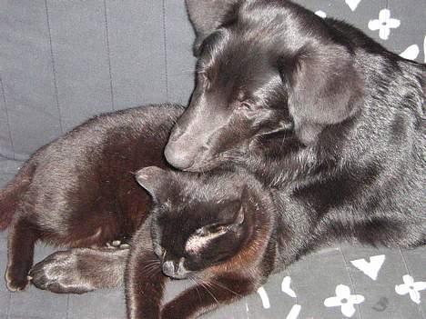 Blanding af racer Anker - Nyder en hyggestund sammen med vores kat Buddy.. billede 8