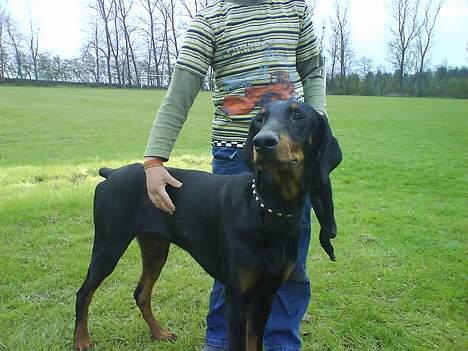 Dobermann paw billede 1