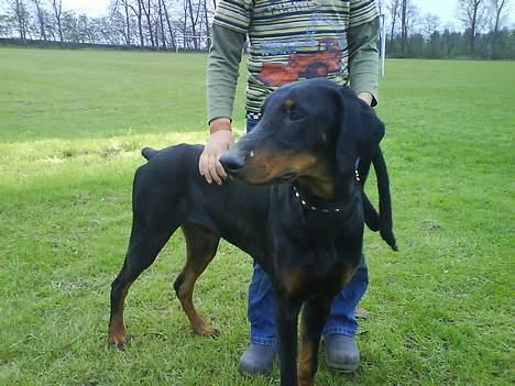 Dobermann paw billede 2