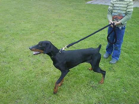 Dobermann paw billede 3
