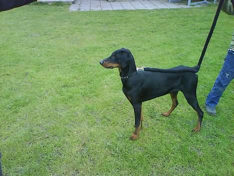 Dobermann paw billede 5
