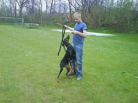 Dobermann paw billede 7