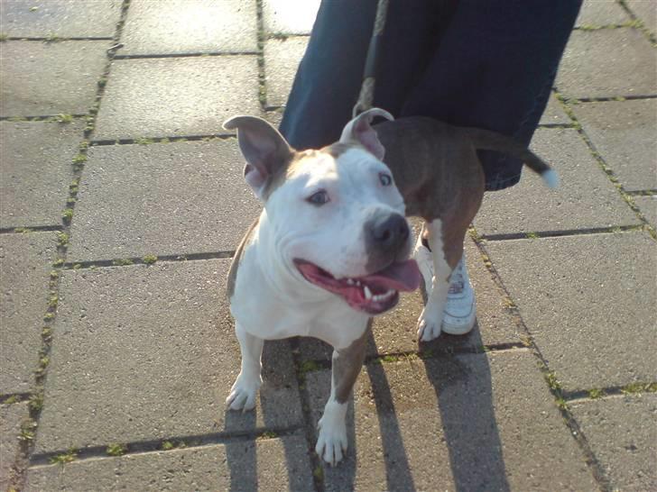 Amerikansk staffordshire terrier Laika billede 1