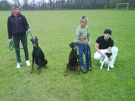 Dobermann paw billede 8