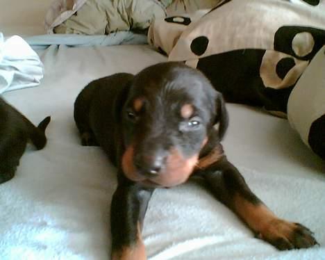 Dobermann paw - paw som lille  billede 9