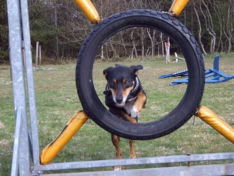 Blanding af racer Rollo - lille springer billede 1