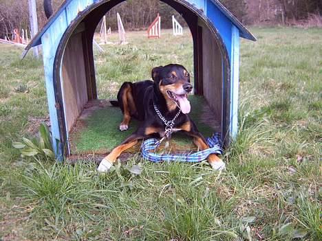 Blanding af racer Rollo - i en lille tunel billede 2