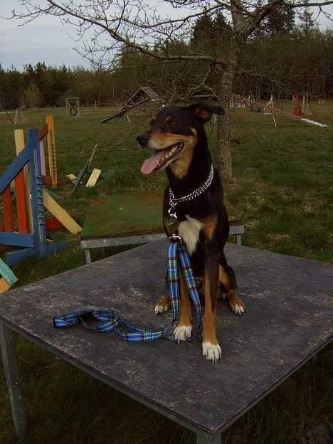 Blanding af racer Rollo - sidder fint  billede 3