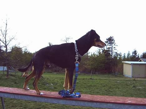 Blanding af racer Rollo - pa balence bom  billede 4