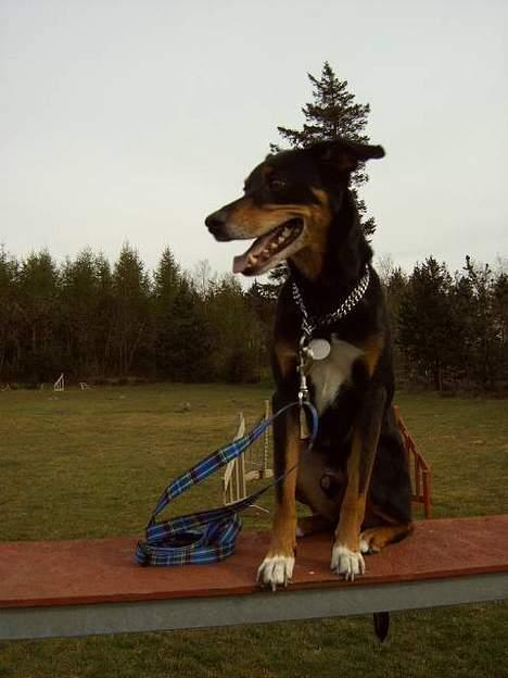 Blanding af racer Rollo - sidder igen  billede 5