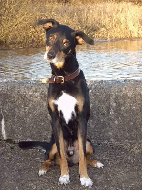 Blanding af racer Rollo - ved åen  billede 6