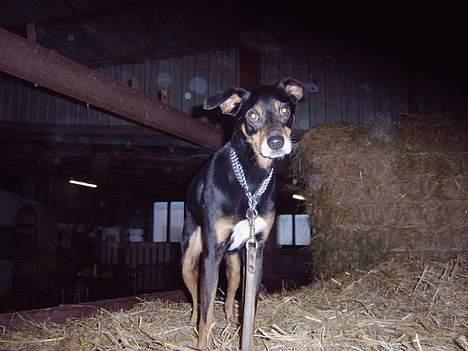 Blanding af racer Rollo - i stalen  billede 7