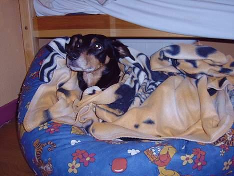 Blanding af racer Rollo - jeg bliver puttet vær aften  billede 8