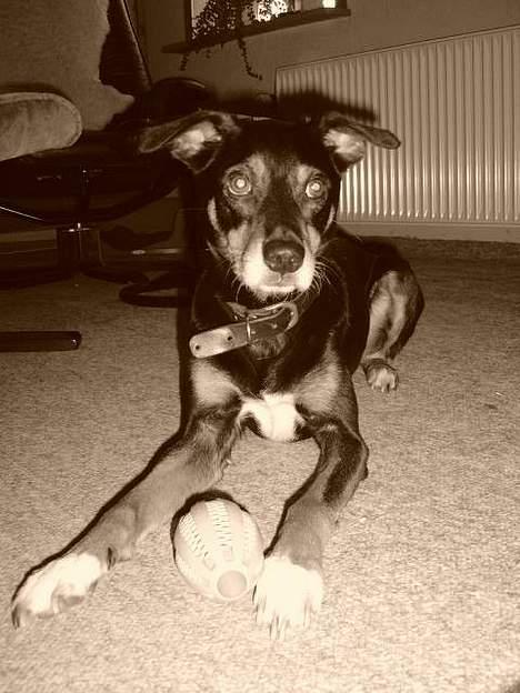 Blanding af racer Rollo - i sort hvid  billede 9