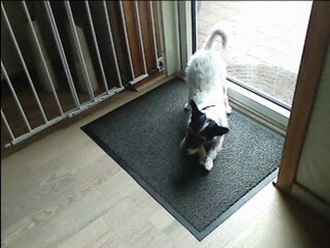 Jack russell terrier chanel - Det smar godt. billede 2