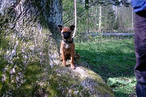 Blanding af racer Pippi billede 9