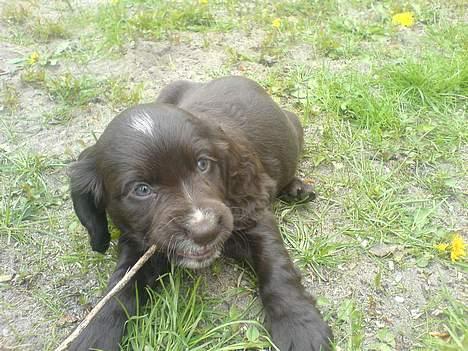 Engelsk springer spaniel Rex - * Billederne er taget ved ejeren, da vi ikke har fået tage nye billeder af den endnu, men det sker snart * billede 1