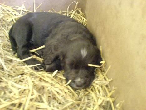 Engelsk springer spaniel Rex - * Træthed * billede 2