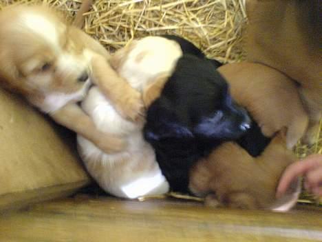 Engelsk springer spaniel Rex - Rex dejlige søskende billede 3