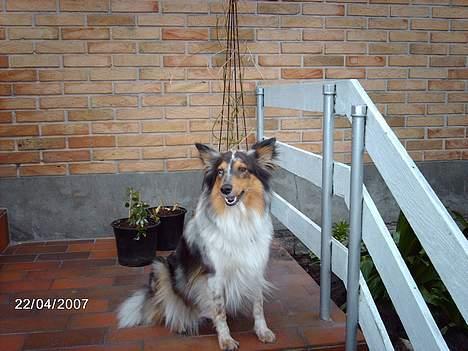 Shetland sheepdog Tulle (Har født 8 hvalpe) - skal jeg sitte pænt??? billede 4