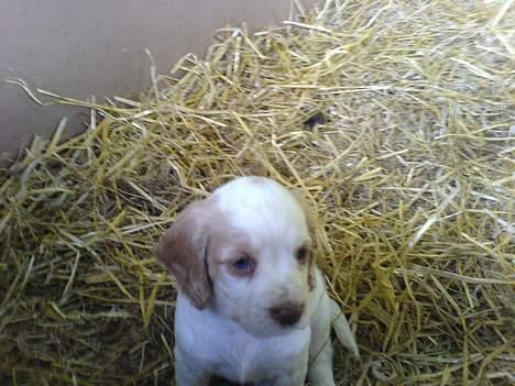 Engelsk springer spaniel Rex - Den dejlige hanhund, som helt klart også var kær´ billede 6