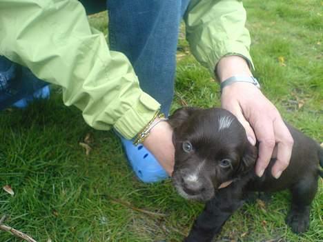Engelsk springer spaniel Rex - Min mor og Rex <´3 billede 7
