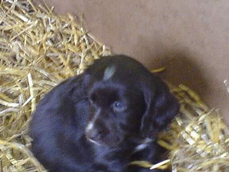 Engelsk springer spaniel Rex billede 8